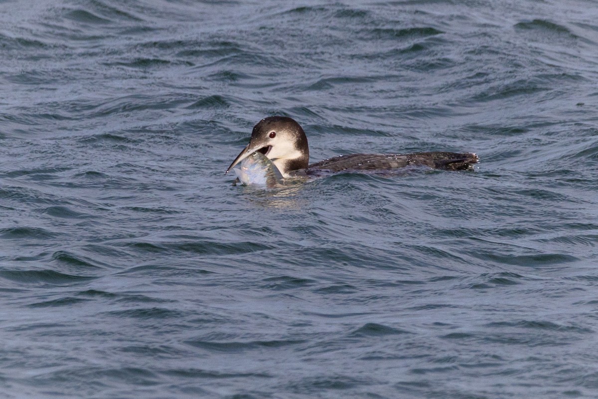 Common Loon - ML611235146