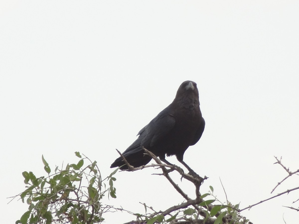 Somali Crow - ML611235225