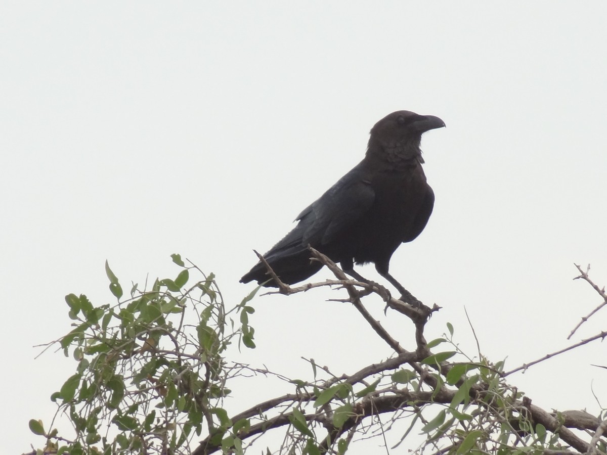 Somali Crow - ML611235226