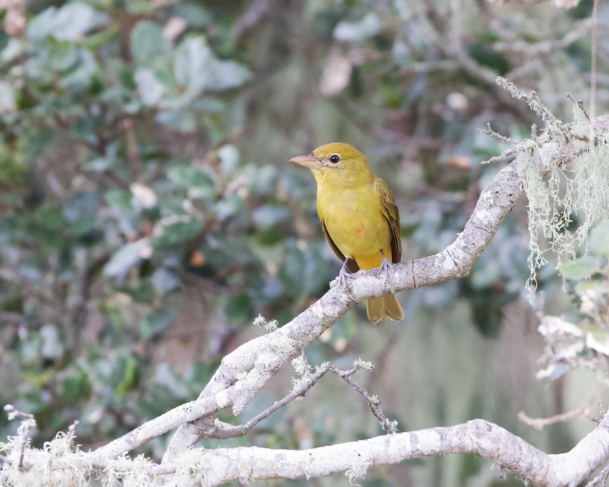 Summer Tanager - ML611235262