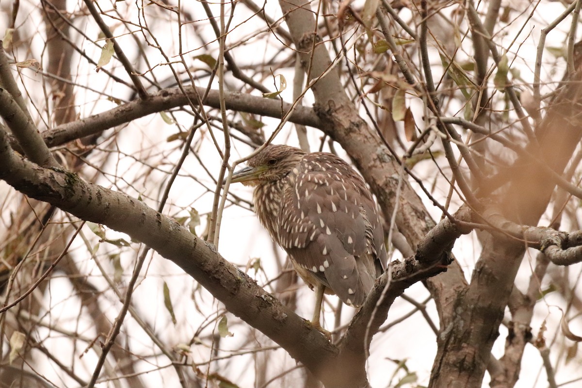 Black-crowned Night Heron - ML611235355