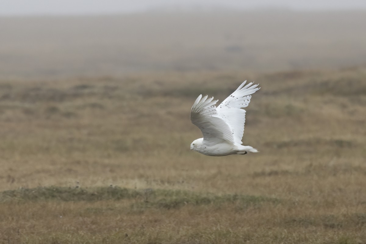 Harfang des neiges - ML611235363