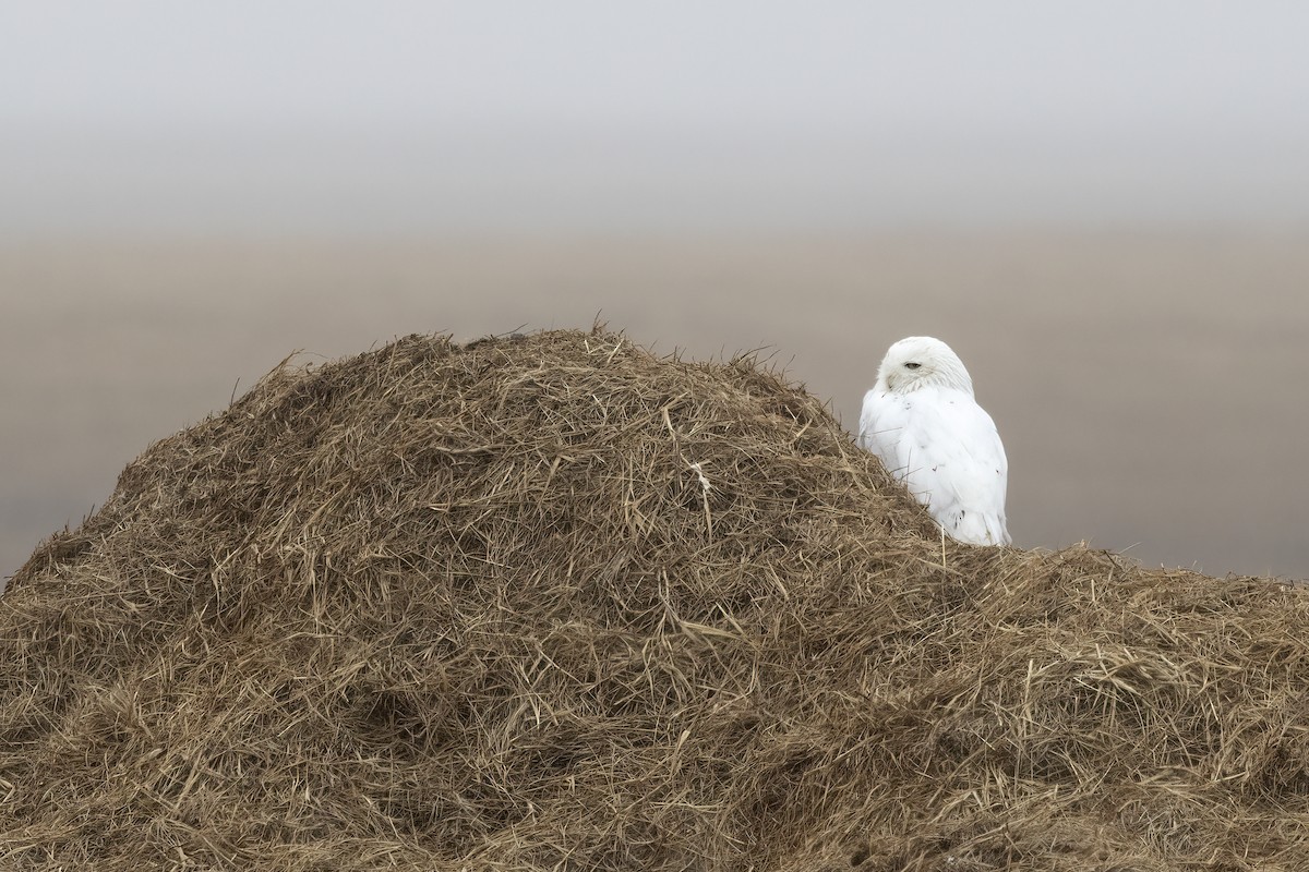 Snowy Owl - Delfin Gonzalez