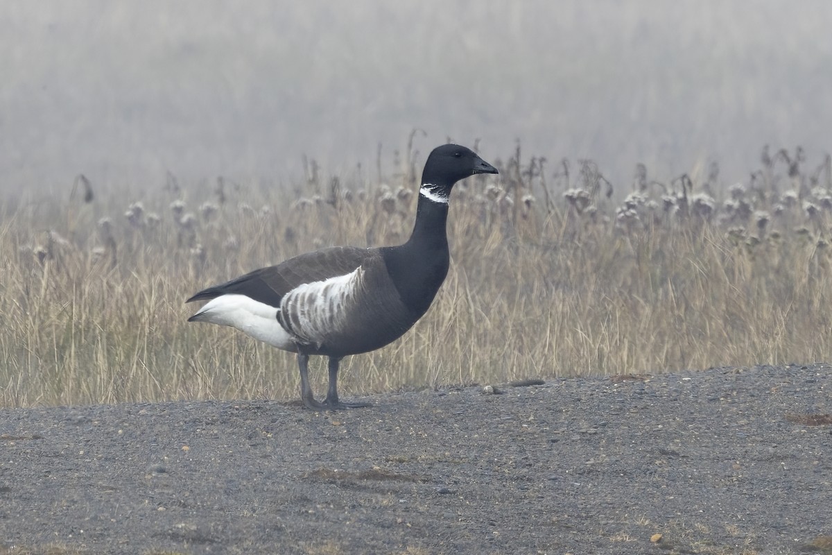 Barnacla Carinegra - ML611235389