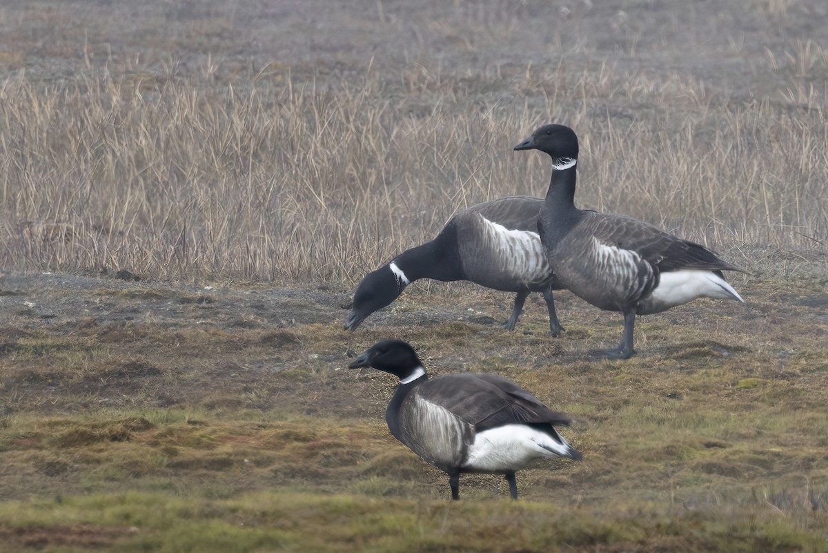 Barnacla Carinegra - ML611235390