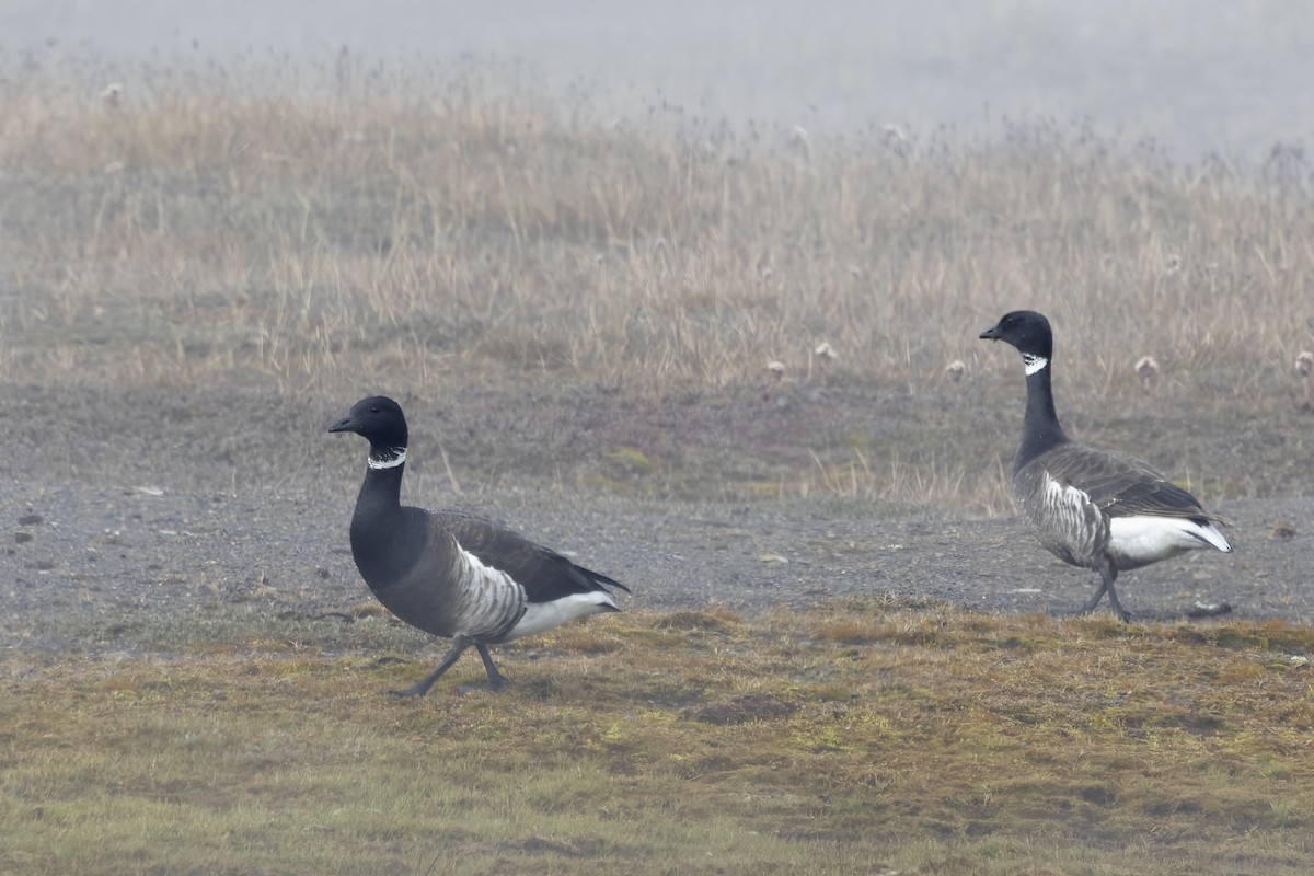 Barnacla Carinegra - ML611235391