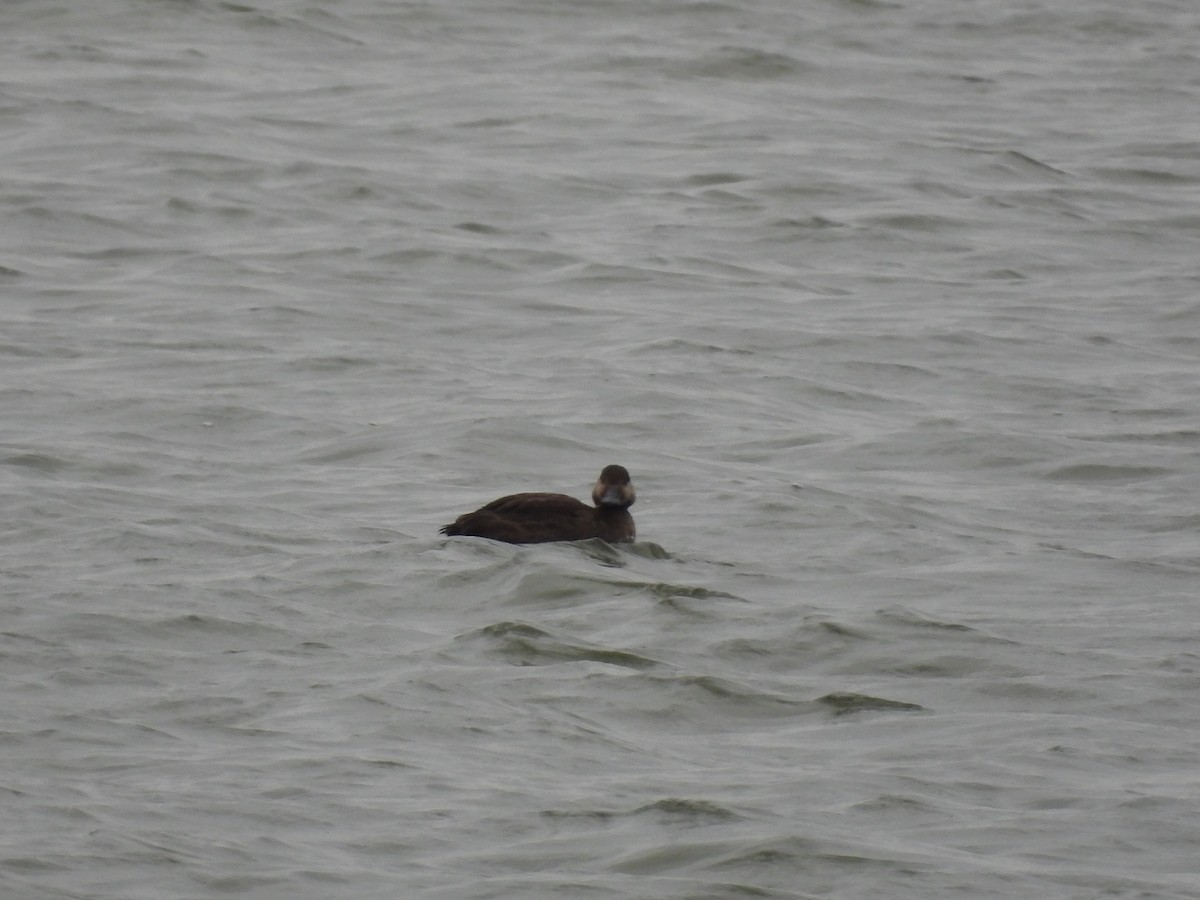 Black Scoter - Brian Marra