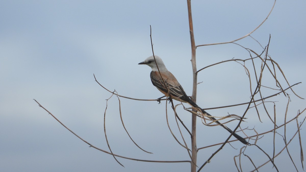 Scissor-tailed Flycatcher - Aura Orozco (Mexihca-Aves Birding) 🦩