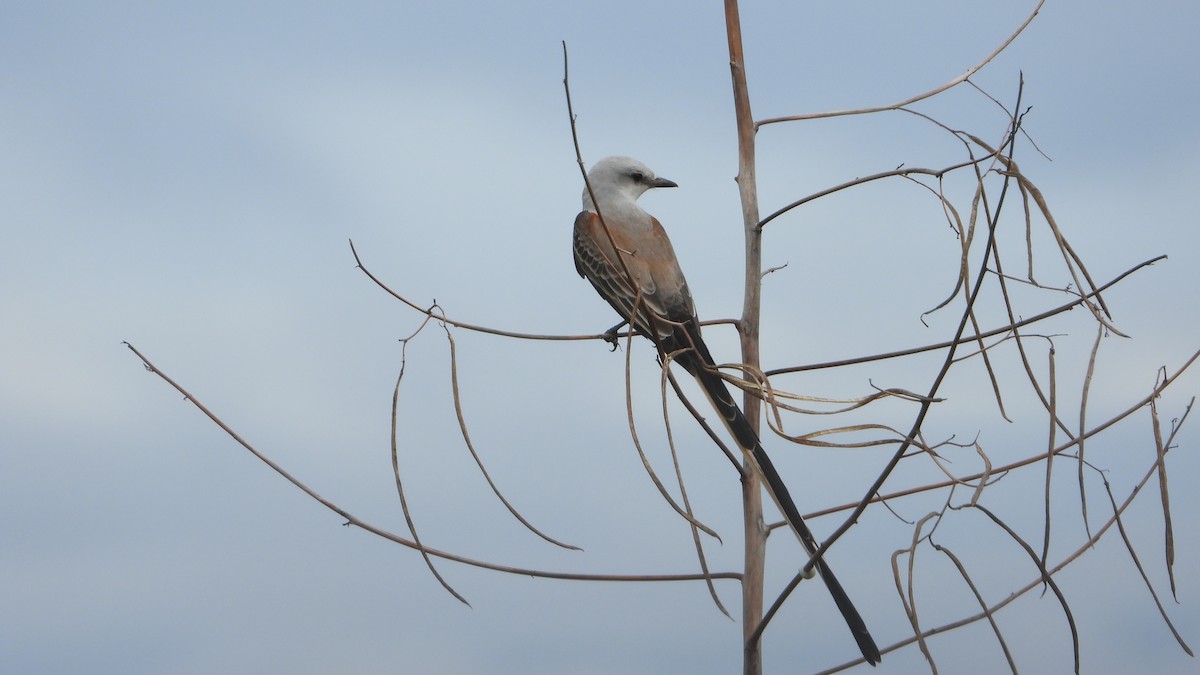 Scissor-tailed Flycatcher - Aura Orozco (Mexihca-Aves Birding) 🦩