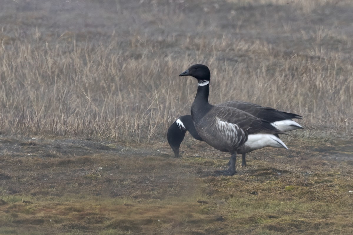 berneška tmavá - ML611235554