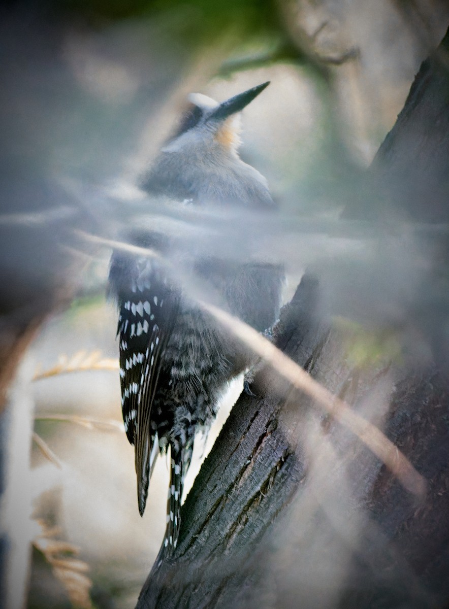 White-fronted Woodpecker - ML611235557