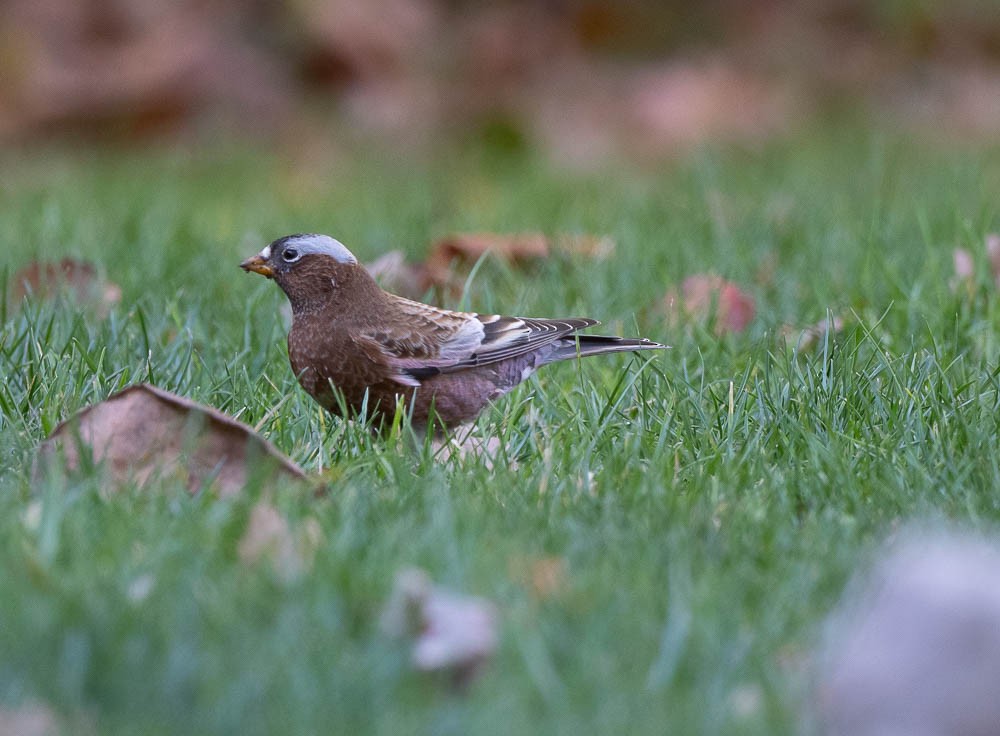 Gray-crowned Rosy-Finch - ML611235562