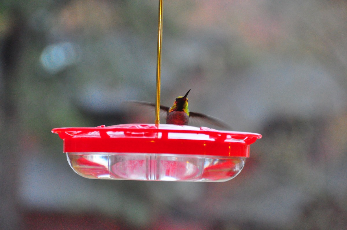 Anna's Hummingbird - ML611235605
