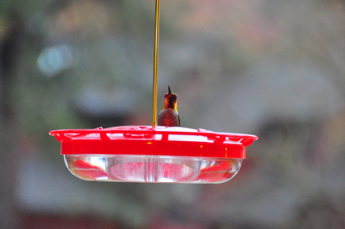 Anna's Hummingbird - ML611235607