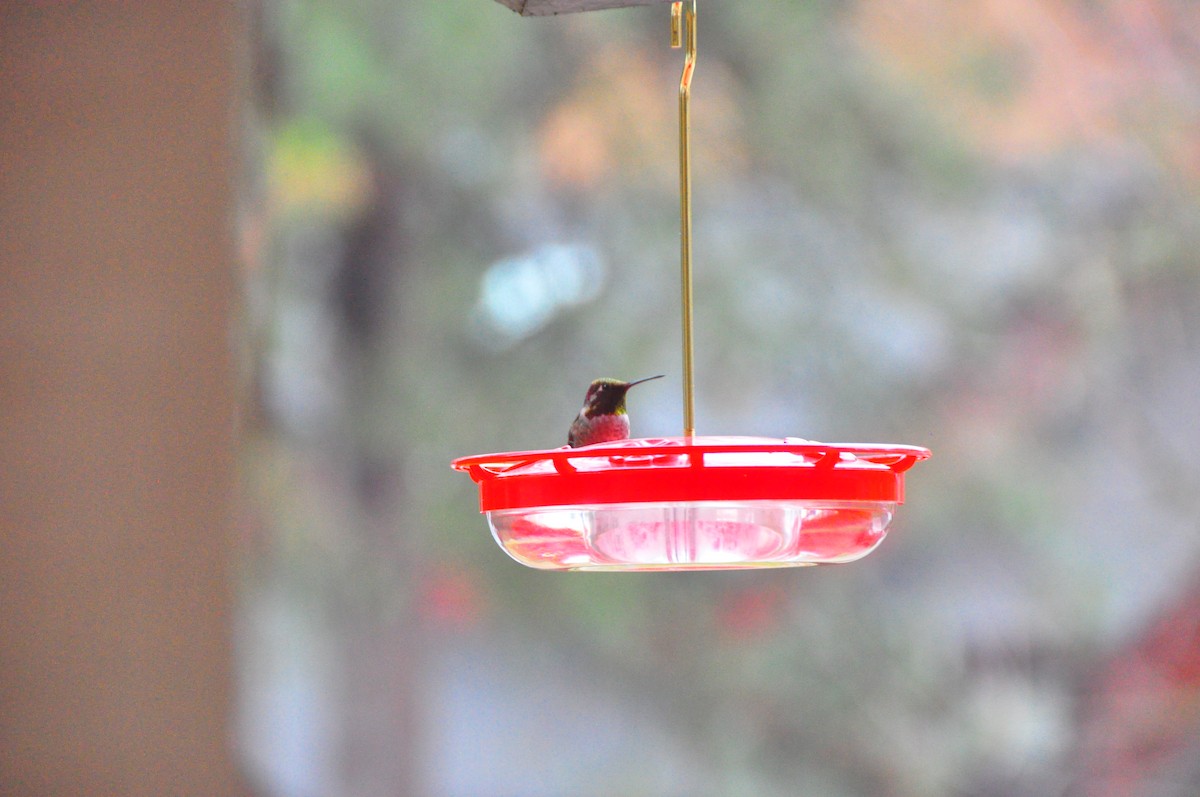 Anna's Hummingbird - ML611235619