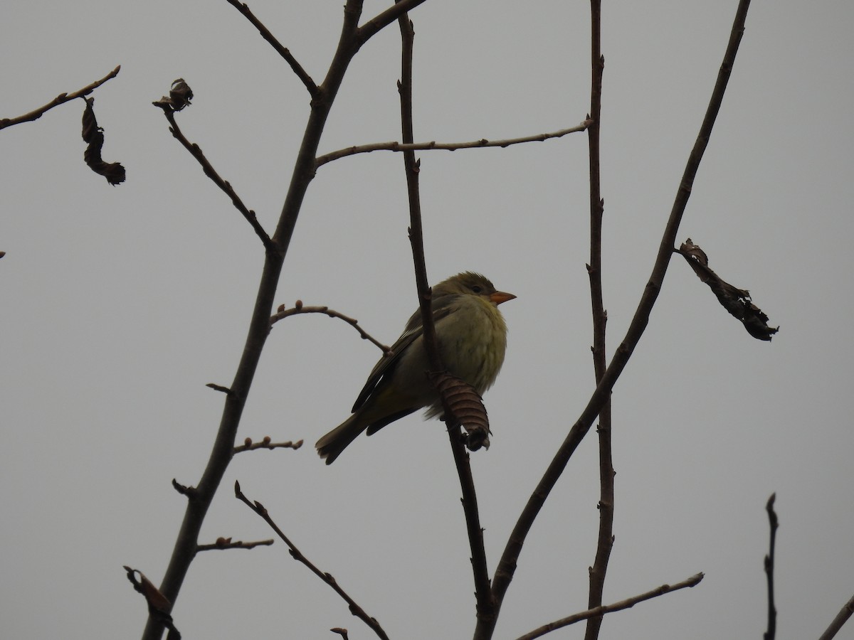 Western Tanager - ML611235621