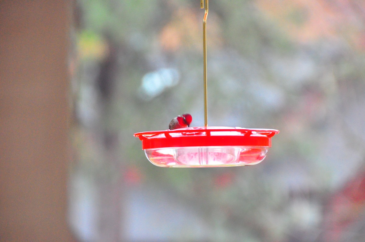 Anna's Hummingbird - ML611235630