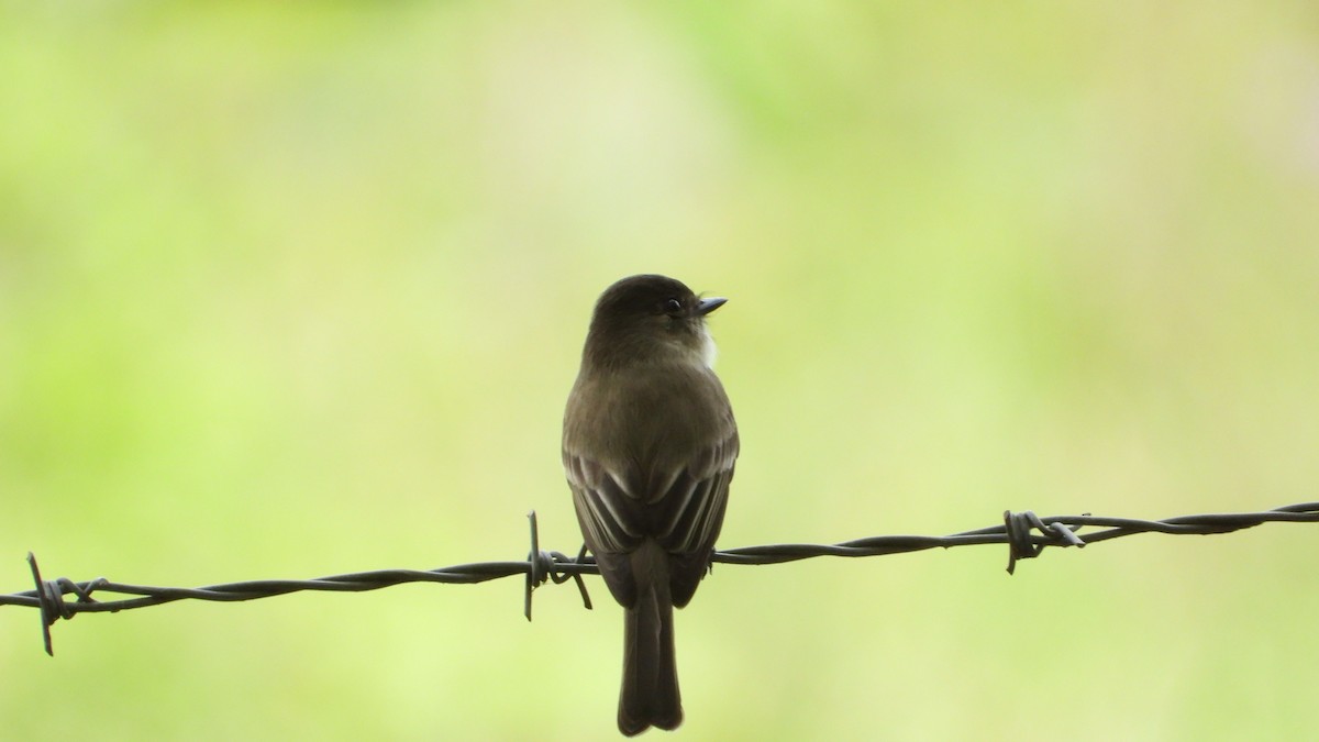 Eastern Phoebe - ML611235639