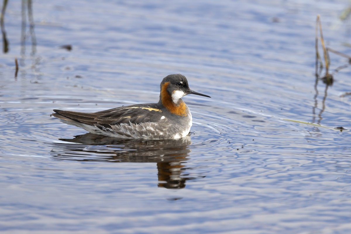 Phalarope à bec étroit - ML611235642