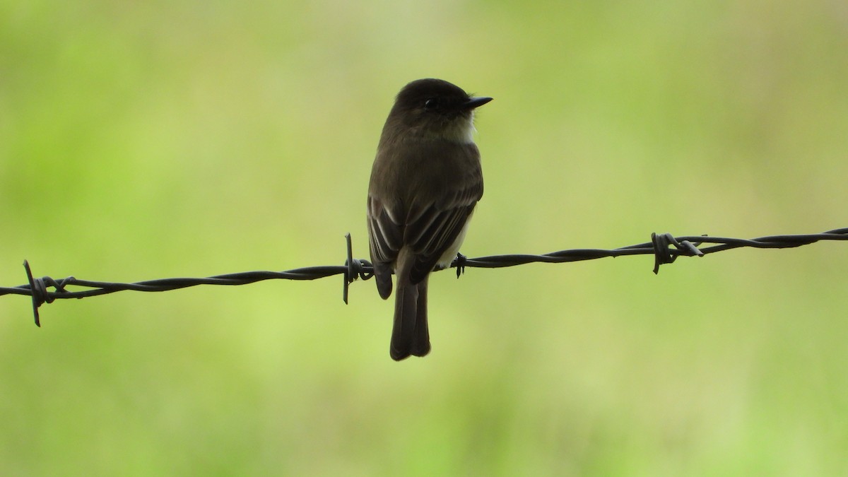 Eastern Phoebe - ML611235644