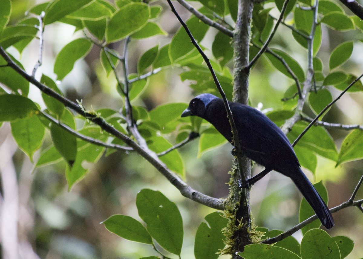 Azure-hooded Jay - ML611235750