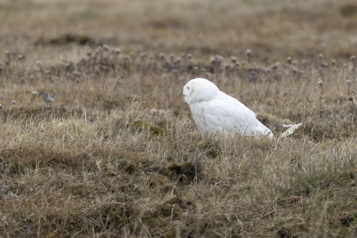 Harfang des neiges - ML611235754