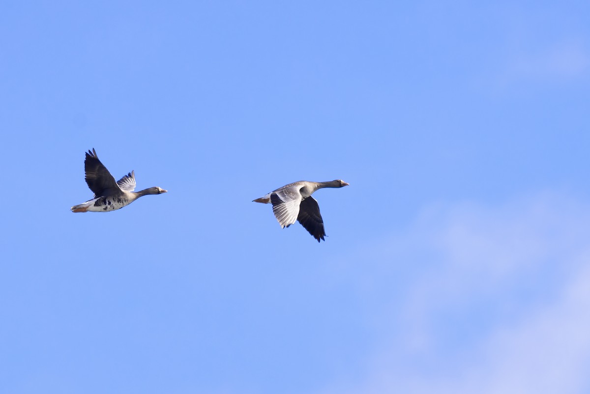 Greater White-fronted Goose - ML611235829