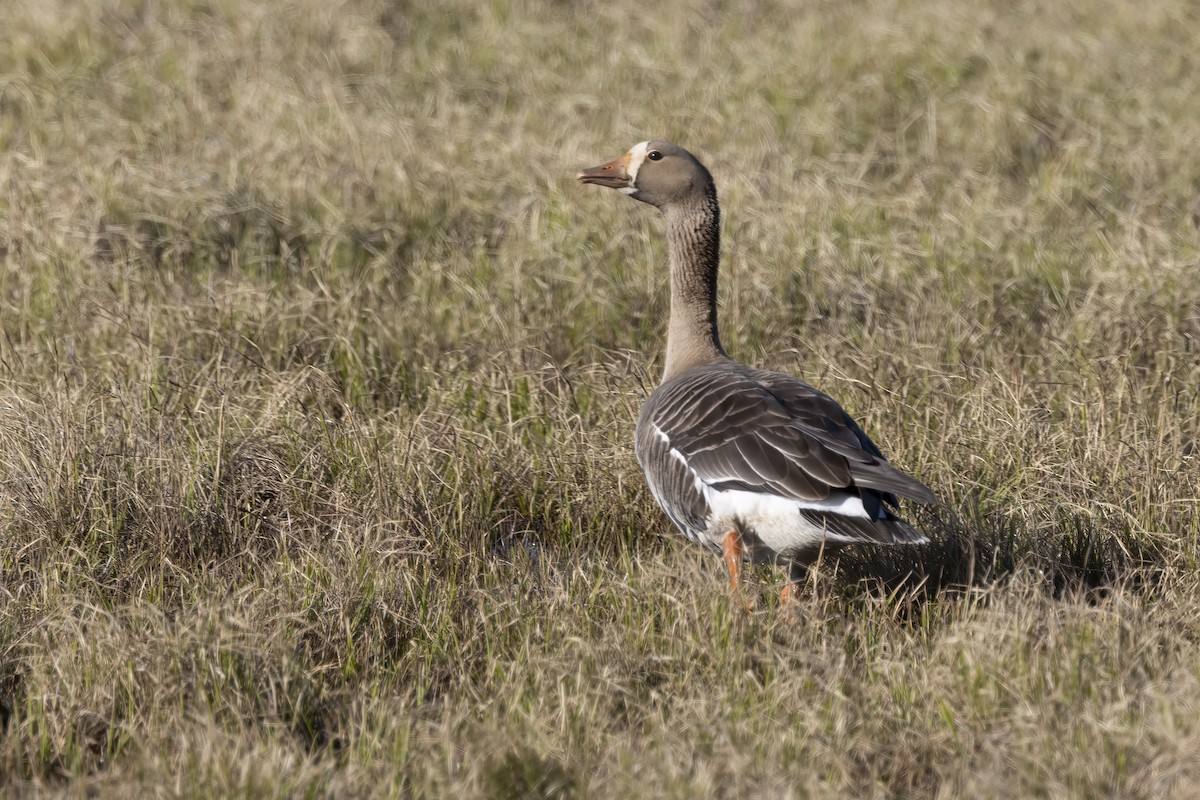 Greater White-fronted Goose (Western) - Delfin Gonzalez
