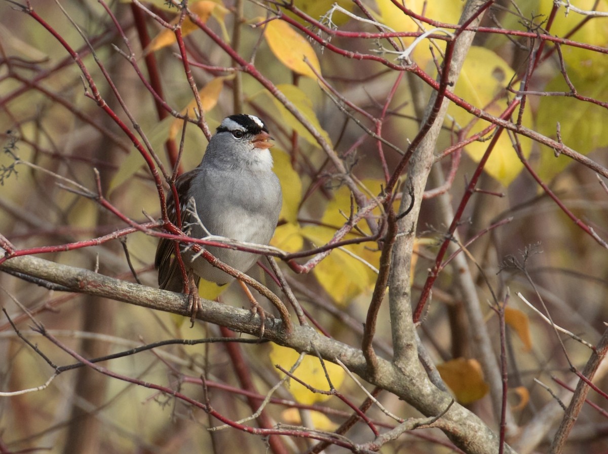 Porsuk Serçesi (leucophrys/oriantha) - ML611235853