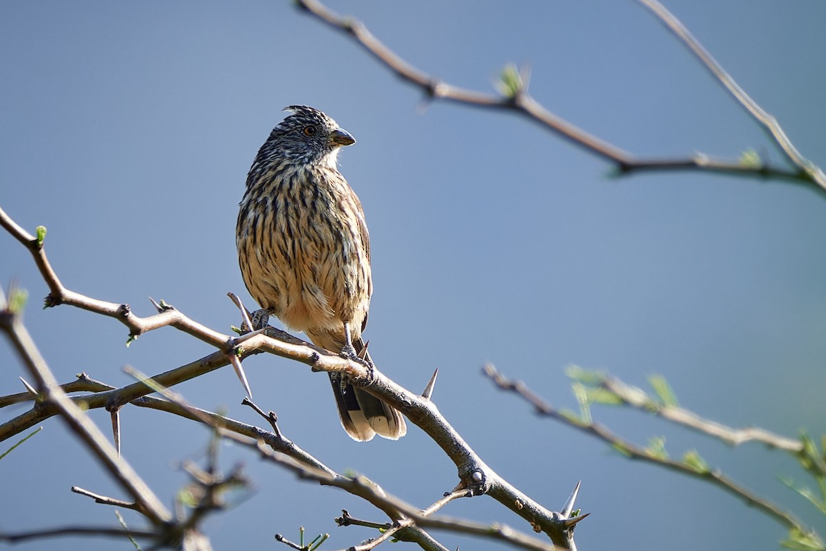 White-tipped Plantcutter - ML611235858