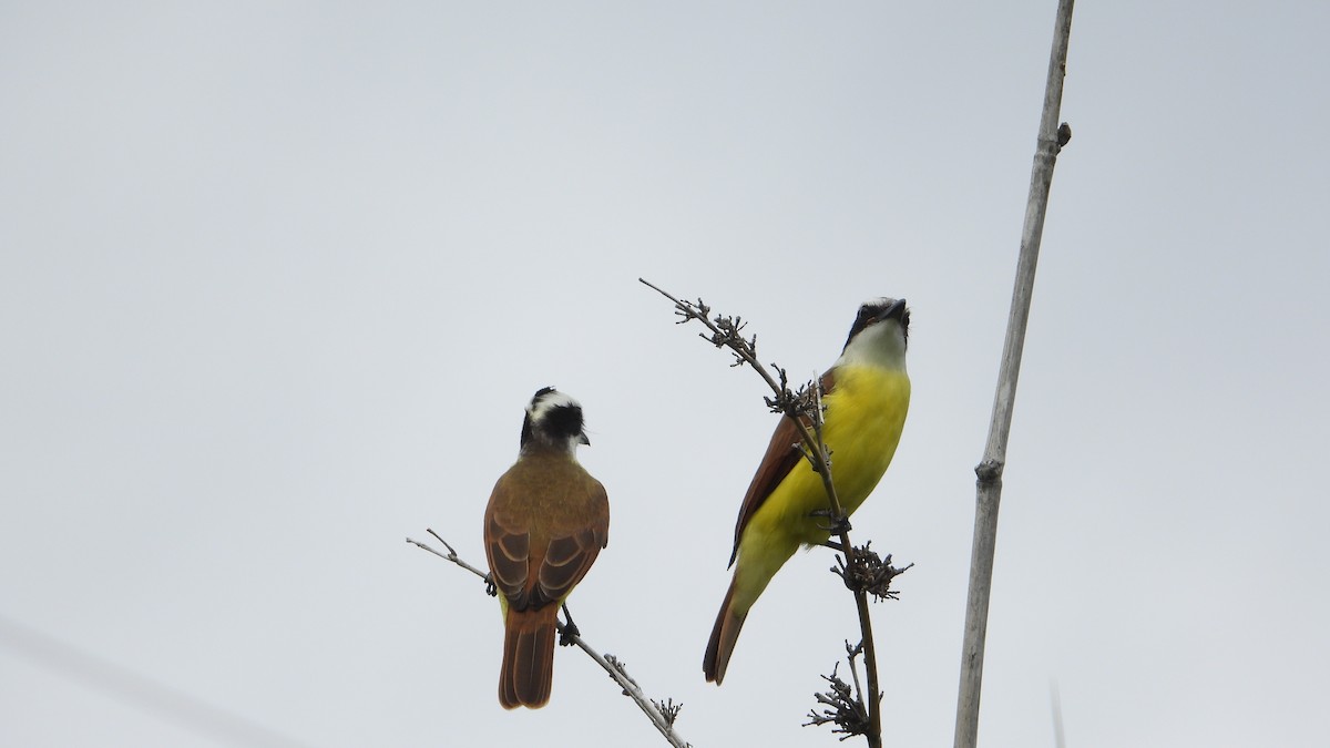 Great Kiskadee - Aura Orozco (Mexihca-Aves Birding) 🦩