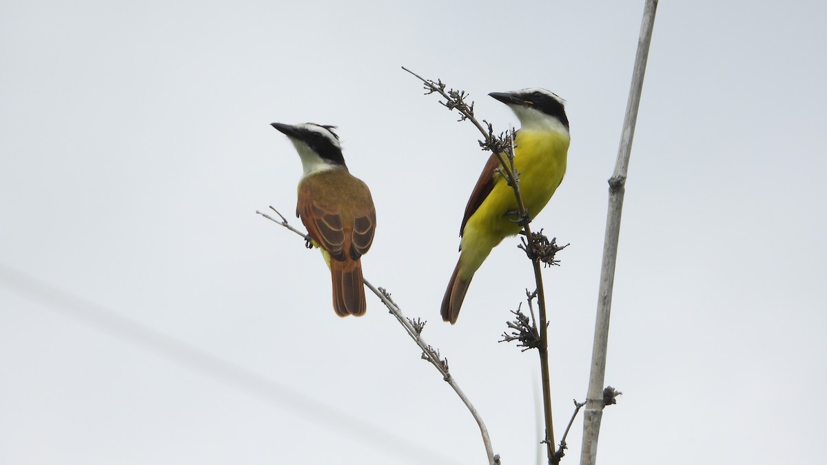 Great Kiskadee - Aura Orozco (Mexihca-Aves Birding) 🦩