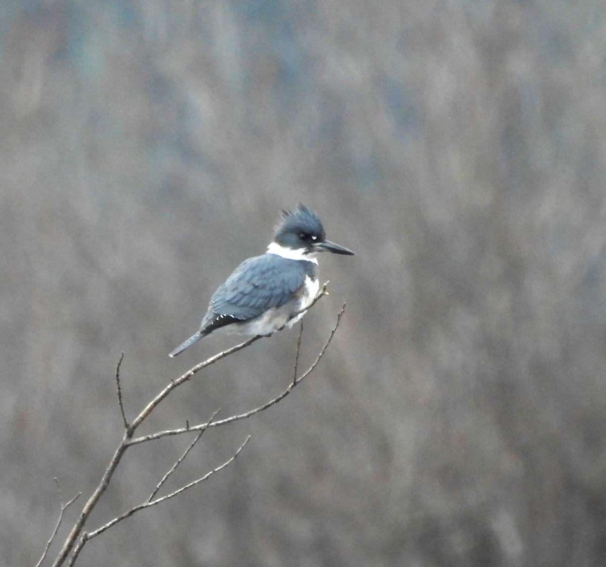 Belted Kingfisher - ML611235905