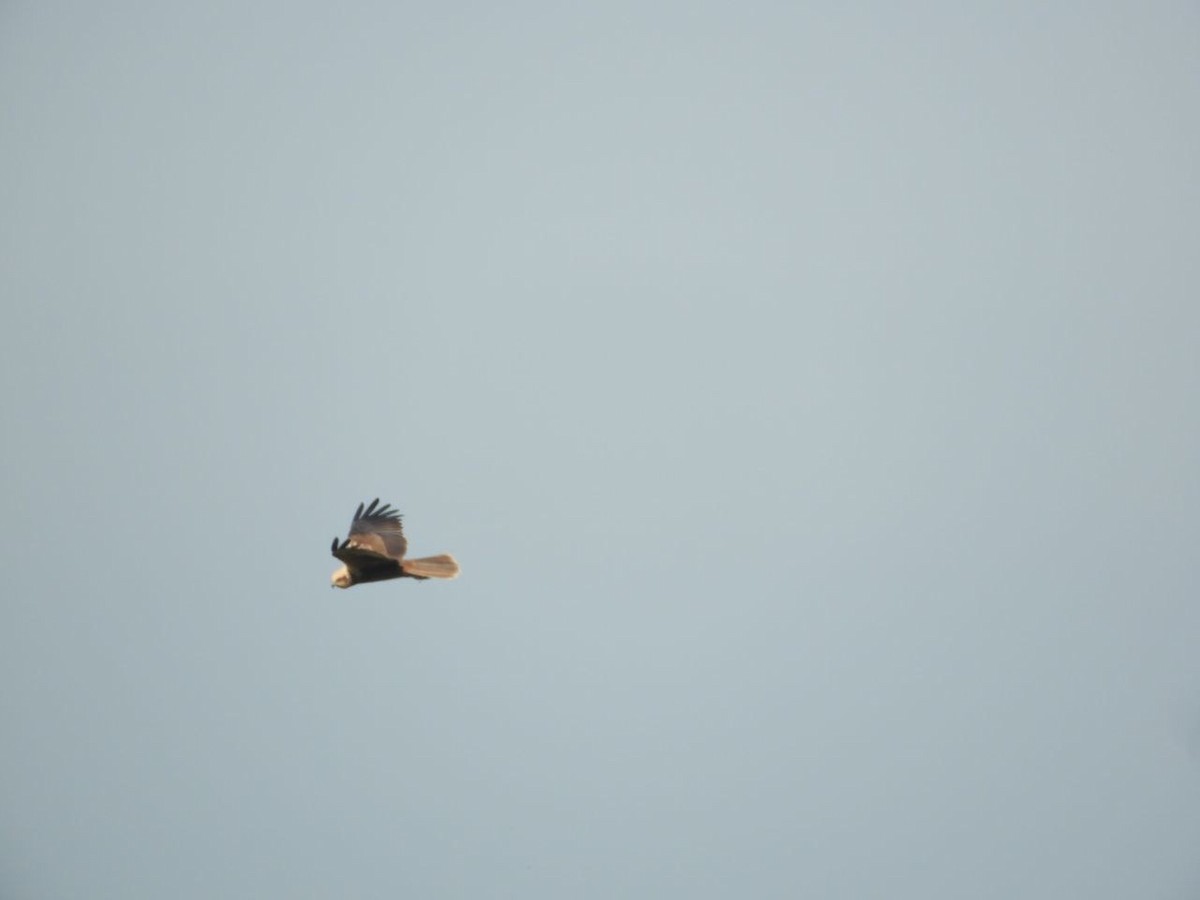 Western Marsh Harrier - ML611235914