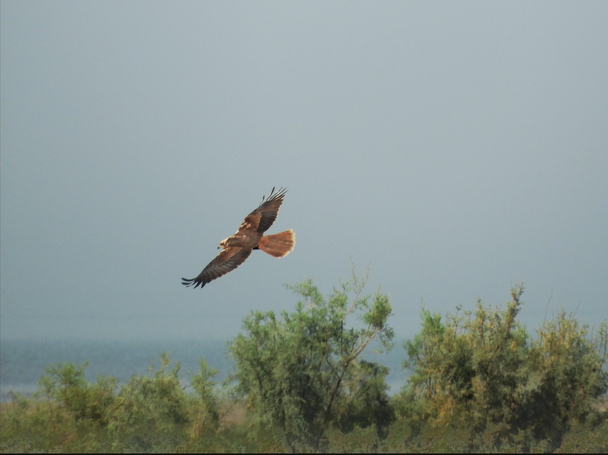 Western Marsh Harrier - ML611235915