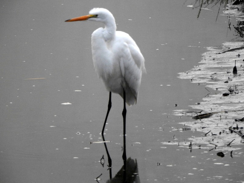 Great Egret - ML611236005