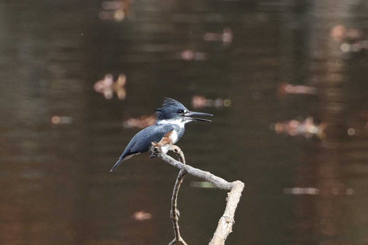 Belted Kingfisher - ML611236040