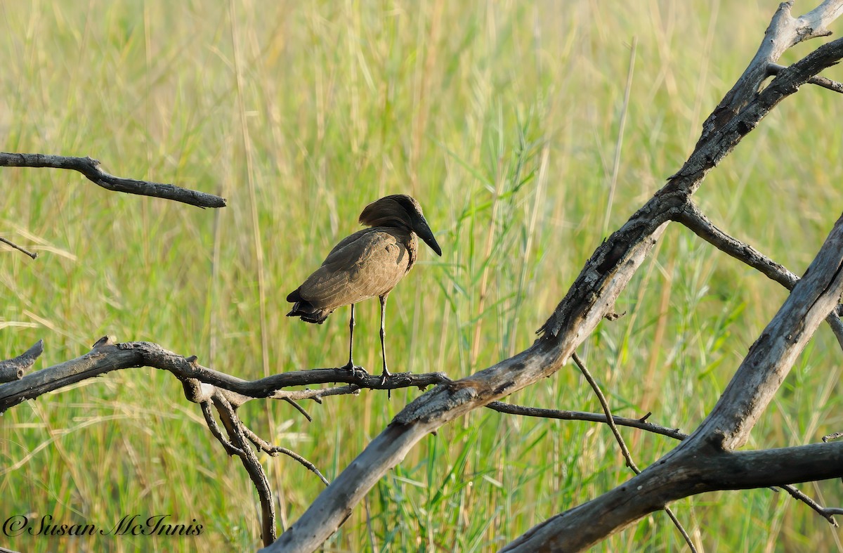 Hamerkop - ML611236079