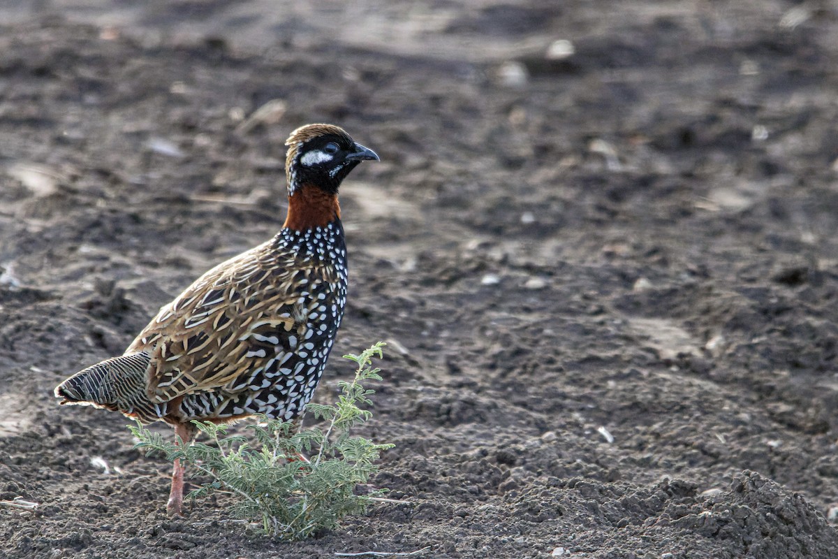 Black Francolin - ML611236086