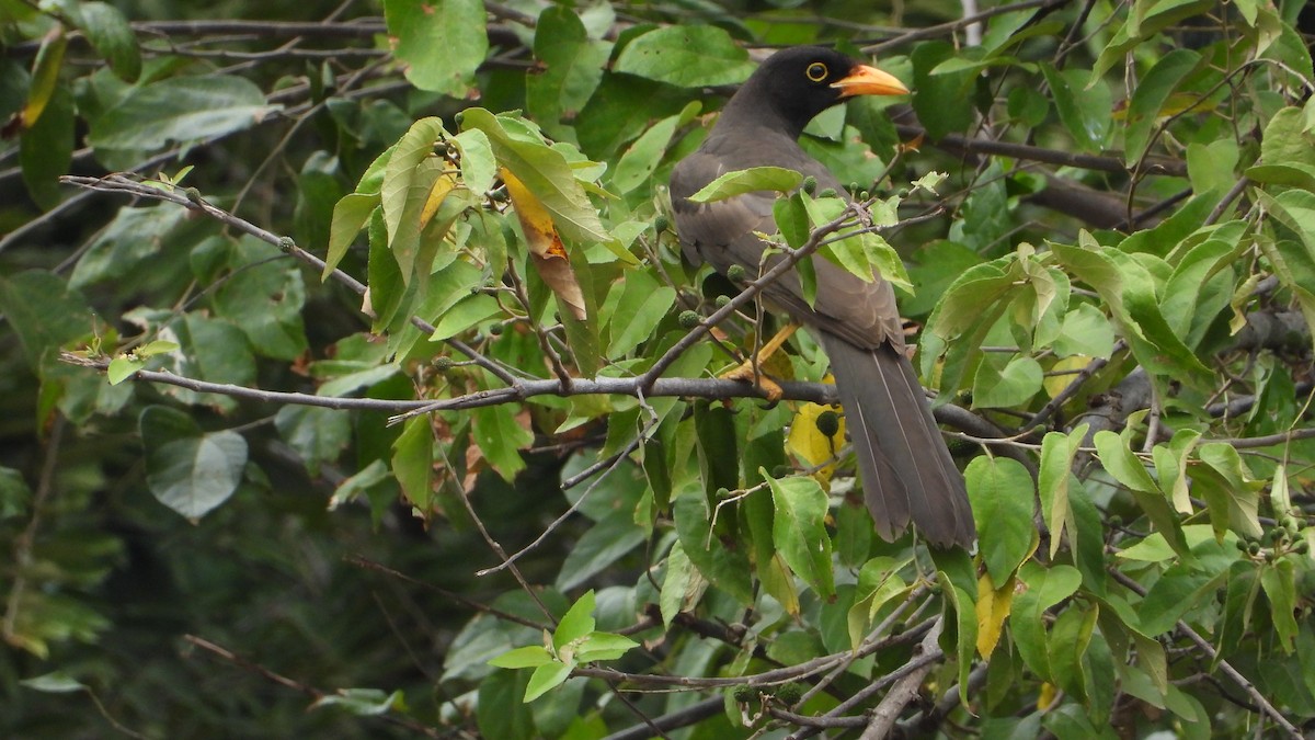 Brown Jay - Aura Orozco (Mexihca-Aves Birding) 🦩