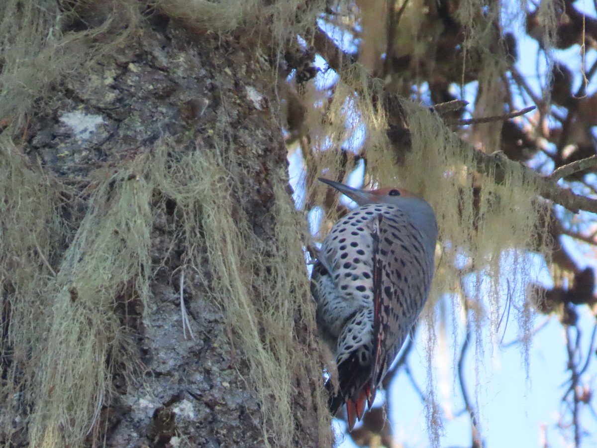 Northern Flicker - ML611236103