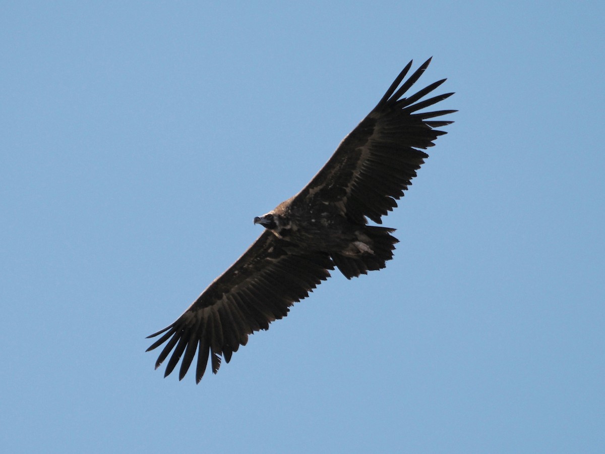 Cinereous Vulture - ML611236111