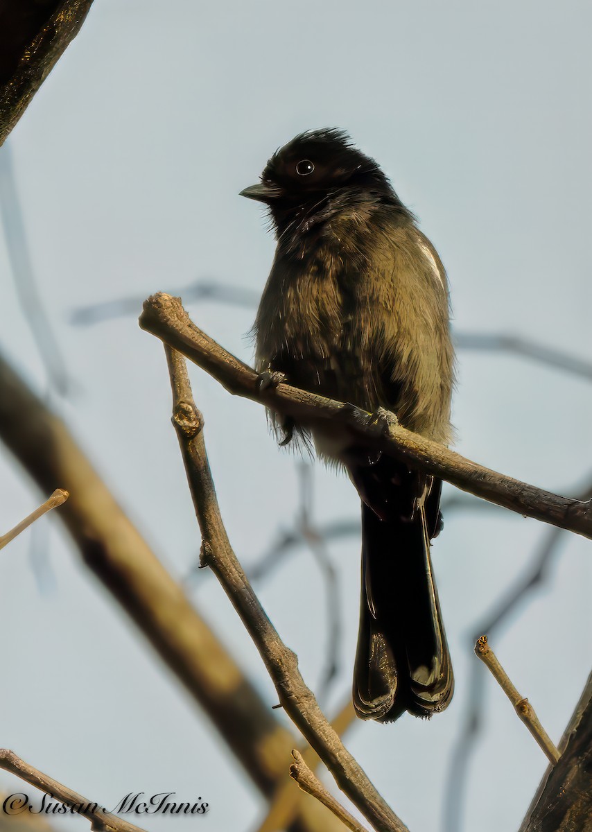 Southern Black-Tit - ML611236118