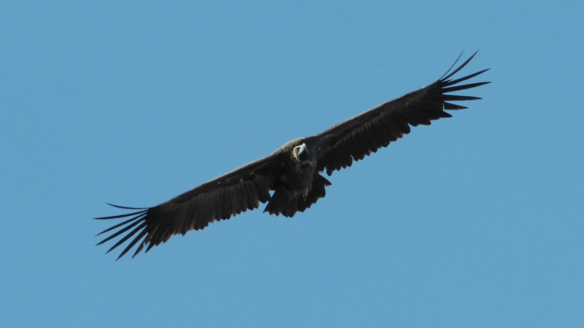Cinereous Vulture - ML611236122