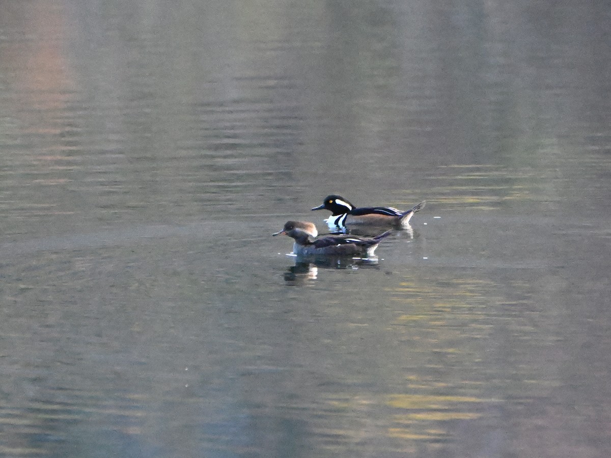 Hooded Merganser - ML611236185