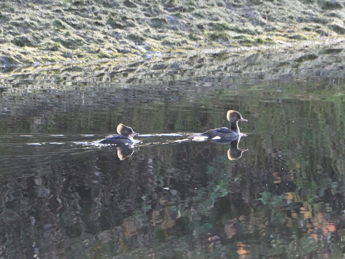 Hooded Merganser - ML611236186