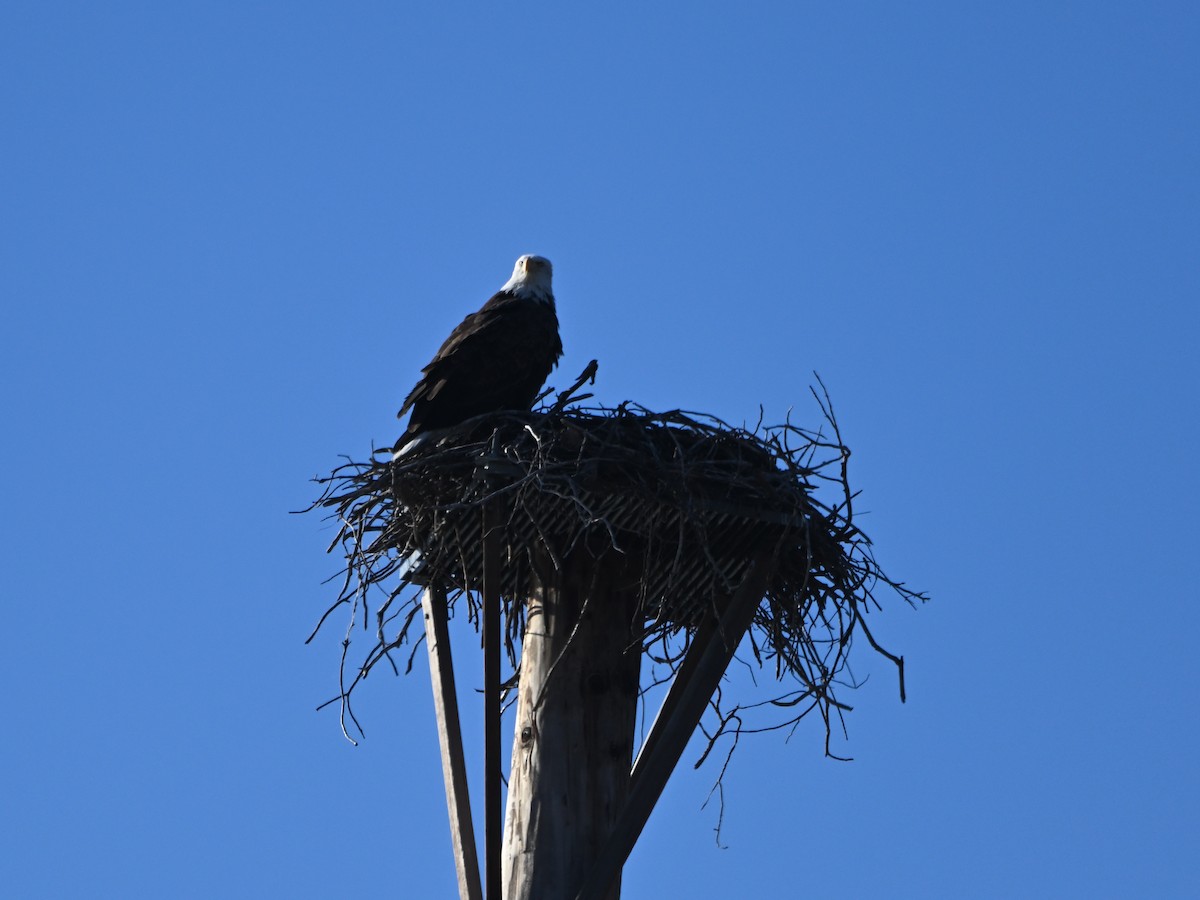 Bald Eagle - ML611236210