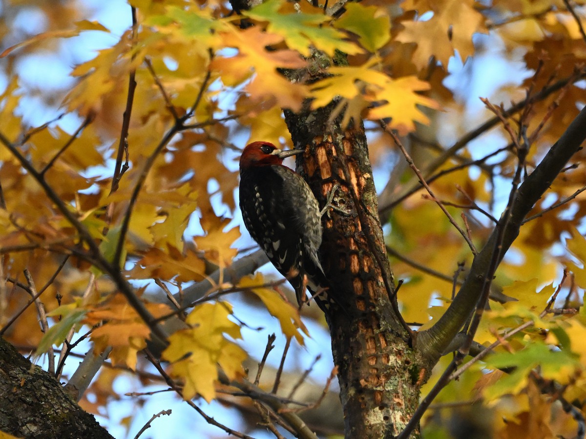 Red-breasted Sapsucker - ML611236214