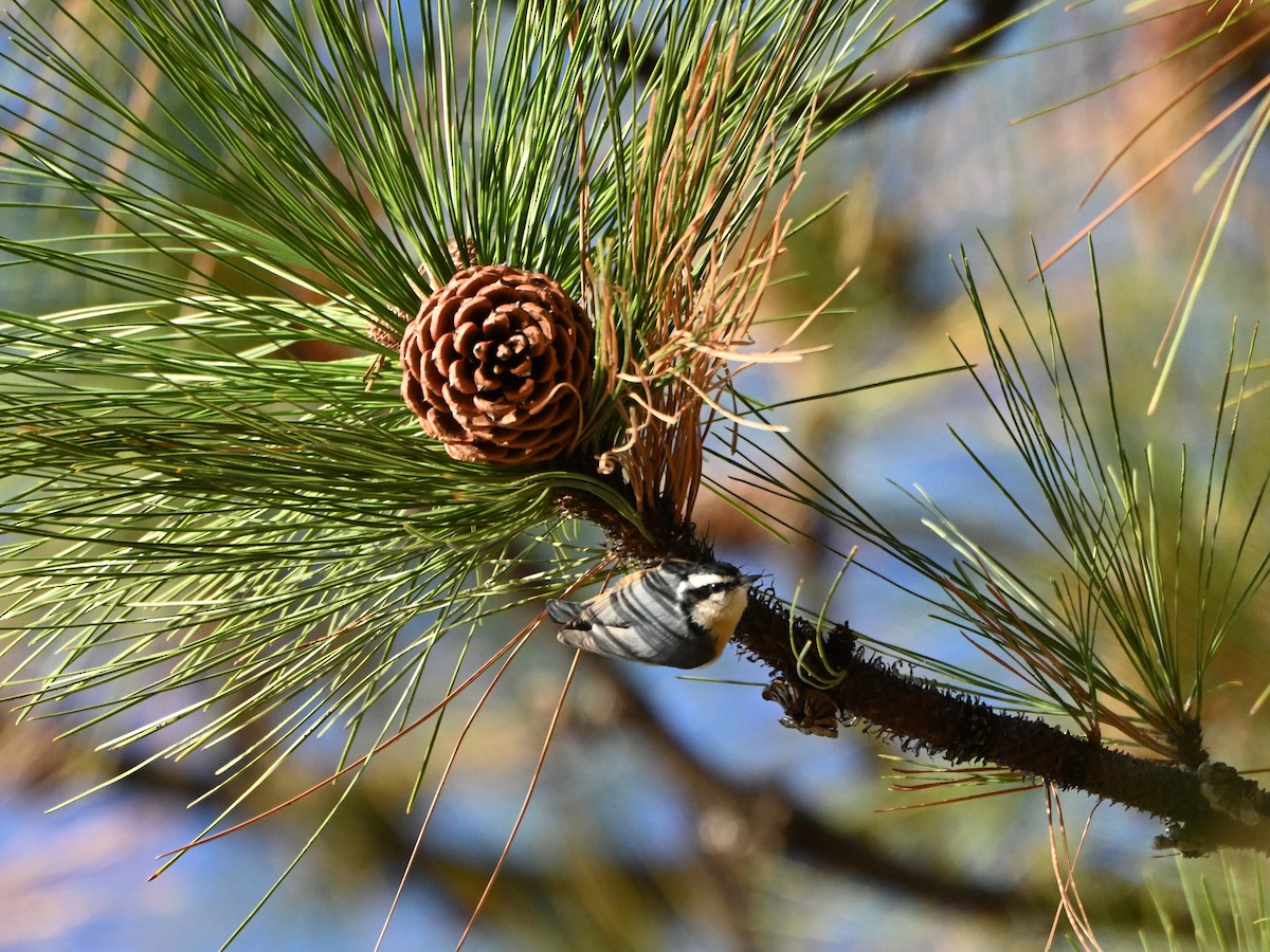 Red-breasted Nuthatch - ML611236221