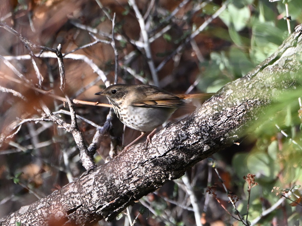Hermit Thrush - ML611236226